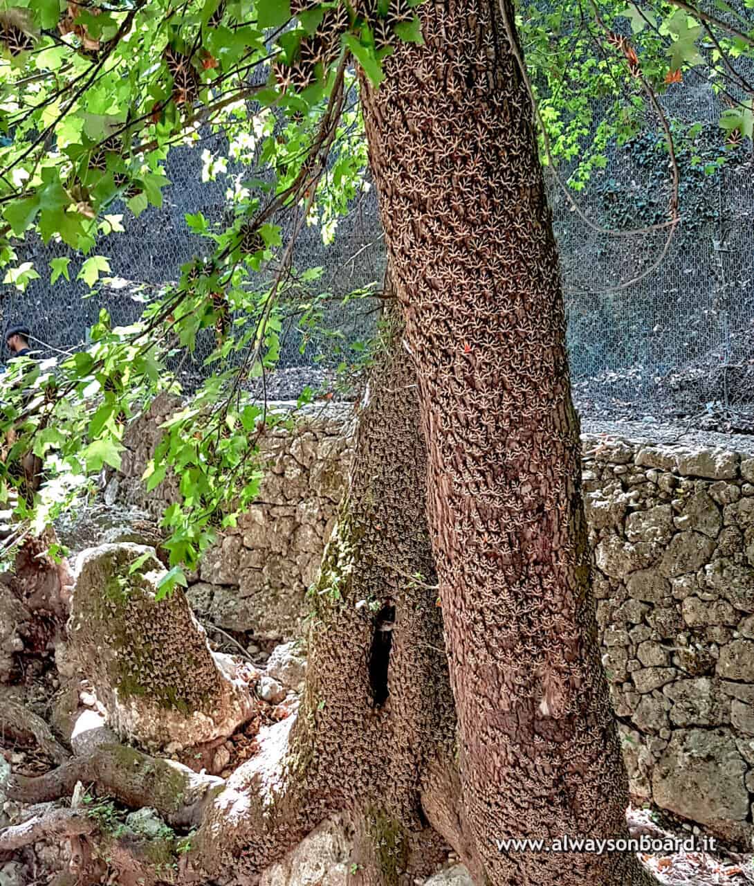 Valle delle farfalle a Rodi
