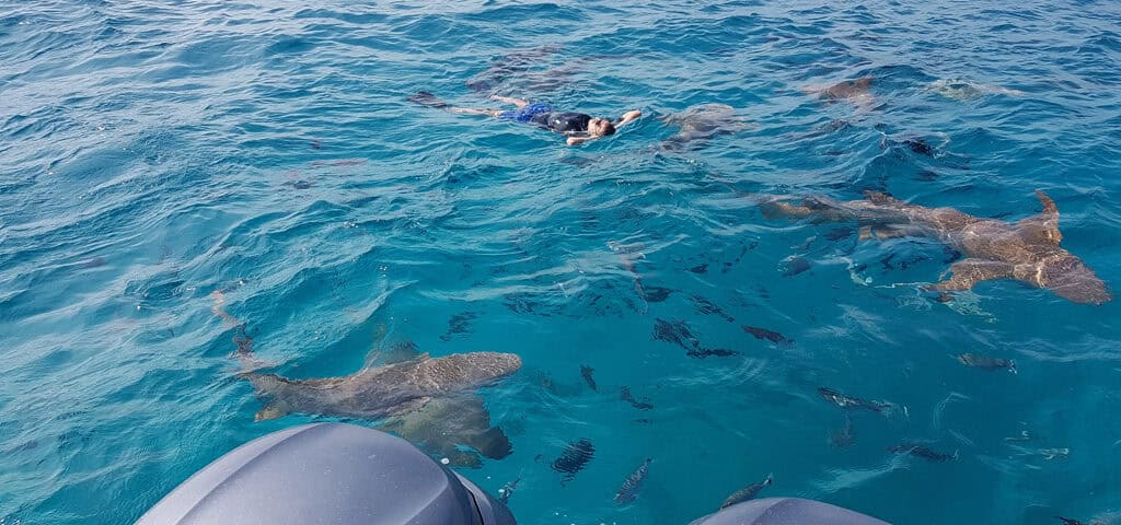 escursioni alle maldive - squali nutrice
